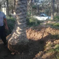 نخل خوزستان اصل ضمانتی برحی|گل و گیاه طبیعی|اهواز, پادادشهر|دیوار