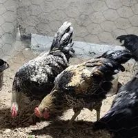 3 عدد خروس مشکی بالغ و 1 عدد مرغ مشکی