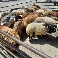 گوسفند زنده
