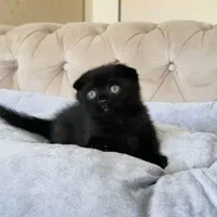 بچه گربه های بی مانند|گربه|اهواز, کوی باهنر|دیوار