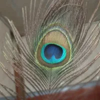 پر طاووس