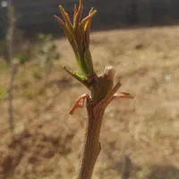پیوند پسته