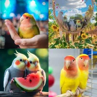 کوتوله برزیلی و عروس هلندی+کارت سلامت(دربعطا)