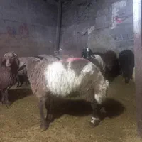 گوساله گوسفند زنده جایگاه معتبر فروش|حیوانات مزرعه|تهران, سهروردی|دیوار