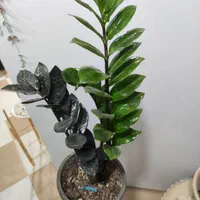 زاموفیلیا|گل و گیاه طبیعی|کرمان, |دیوار