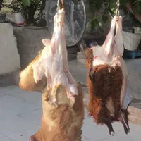 گوسفند حصارک شاهین ویلا گوهردشت ظفر یاس زنده|حیوانات مزرعه|کرج, شهرک ظفر|دیوار