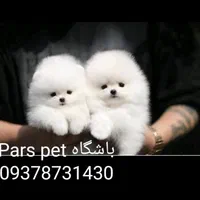 کوچولوهای جیبی همه رنگ و همه سایز|سگ|شیراز, اصلاح‌نژاد|دیوار