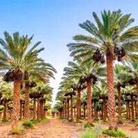 استخدام باغبان