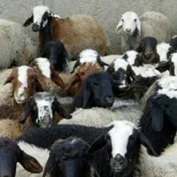 با سلاخی بره چاق شیشک برای قربانی|حیوانات مزرعه|قم, انسجام|دیوار