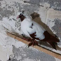 هرکی حریداره