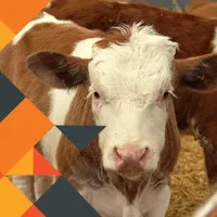 سوپر استارتر گوساله و بره|لوازم جانبی حیوانات|ارومیه, |دیوار