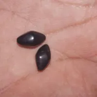 مهره اصلی