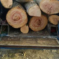 خرید چوب وهرس درختان ،به صورت نقدی