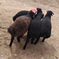 ارگانیک بره نر گوسفند زنده جهت نگهداشت عالی|حیوانات مزرعه|قزوین, |دیوار