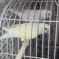 پرنده طوطی برزیلی چشم شرابی