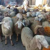 گوسفند زنده گوشتی جهت قربانی به نقاط پرند باسلاخ|حیوانات مزرعه|پرند, |دیوار