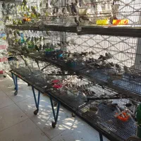 بار جدید 900 جفت جوجه شاه طوطی اروپائی وعروس هلندی|پرنده|بیرجند, |دیوار