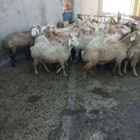 فروش گوسفند زنده شکم خالی چاق مناسب برای قربانی|حیوانات مزرعه|کرج, دهقان ویلا|دیوار