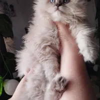 گربه های اصیل خونگی تو از ما بگیر ( irancats)|گربه|شیراز, کوی طلاب|دیوار