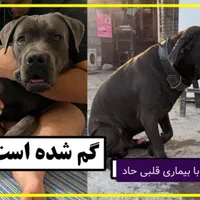 سگ گم شده کین کورسو