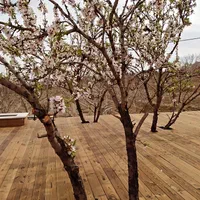 تولید فروش و پخش چوب ترموود|عمدهفروشی|اصفهان, جاوان|دیوار