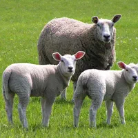 گوسفند زنده قربانی