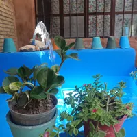 اتاق سنتی در قلب شهر نزدیک مکانهای تاریخی|اجارهٔ کوتاه‌مدت آپارتمان و سوئیت|شیراز, بازار|دیوار