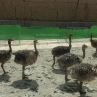 مجموعه آموزشی وخدمات شترمرغ دکتر افشین نصر|خدمات آموزشی|اصفهان, جوزدان الیادران|دیوار