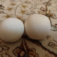 سنگ الماس اسیاب|جواهرات|شیراز, شهرک فرهنگیان|دیوار