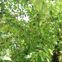 فروش باغ گیلاس روستای آل ۳۷۰۰ متر|فروش دفتر صنعتی، کشاورزی، تجاری|مشهد, خواجه ربیع|دیوار