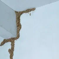 شرکت سمپاشی موریانه سم پاشی سوسک مورچه