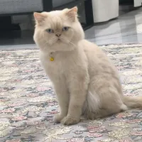 گربه پرشین