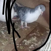 کبوتر گمشده
