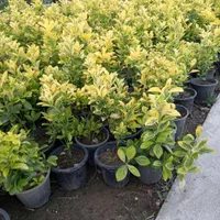 باغبانی و ایجاد فضای سبز|خدمات باغبانی و درختکاری|ورامین, |دیوار