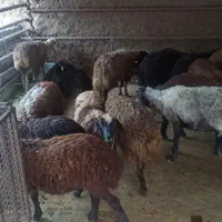 فروش بز نرزنده وقوچ گوسفند در محل ***|حیوانات مزرعه|تهران, تهرانپارس شرقی|دیوار