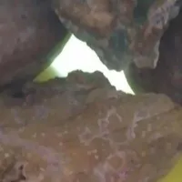 . مهره ی سنگی