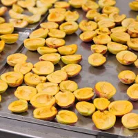 دستگاه خشک کن میوه و بستنی فریزدرایر|ماشینآلات صنعتی|مشهد, راهنمایی|دیوار