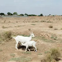 بز سانن جوان|حیوانات مزرعه|تربت جام, میان جام|دیوار