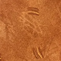 پالاز موکت
