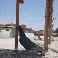 کبوتر پرشی و مرغ مینا|پرنده|سبزوار, هویزه|دیوار