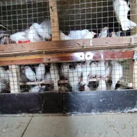 بار جدید 900 جفت جوجه شاه طوطی اروپائی وعروس هلندی|پرنده|بیرجند, |دیوار