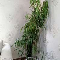 بنجامین آمستل