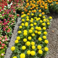 خدمات باغبانی وسمپاشی|خدمات باغبانی و درختکاری|نیشابور, |دیوار