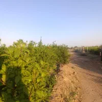 فروش باغ انار۵۰۰۰ متری فوری