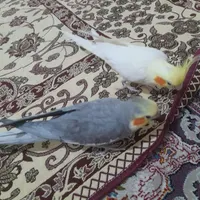 عروس هلندی جفت