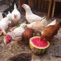 جوجه و نیمچه مرغ خروس ۴ ماهه (عمده خرده زیر قیمت)