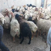 گوسفند برای قربانی ملارد شهریار فردیس پرند و. زنده|حیوانات مزرعه|صفادشت, |دیوار