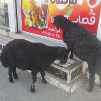 فروش گوسفند چاق (منصفانه و باحداقل سود)|حیوانات مزرعه|قم, نیروگاه|دیوار