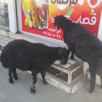 فروش گوسفند چاق (منصفانه و باحداقل سود)|حیوانات مزرعه|قم, نیروگاه|دیوار