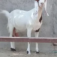 بز گلاب دورگه وتعدادی بزحامله